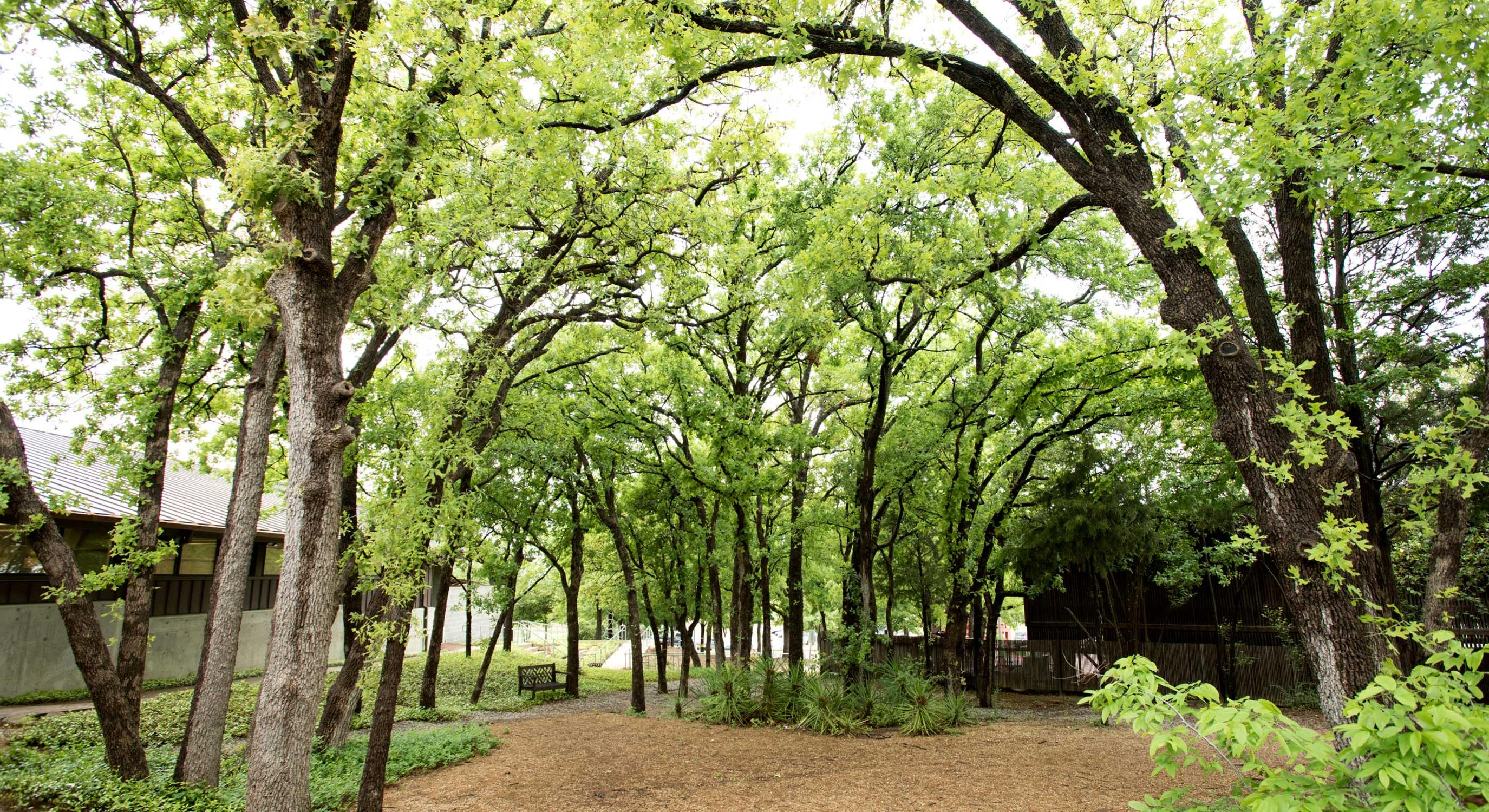 University of Dallas Campus Trees and Path